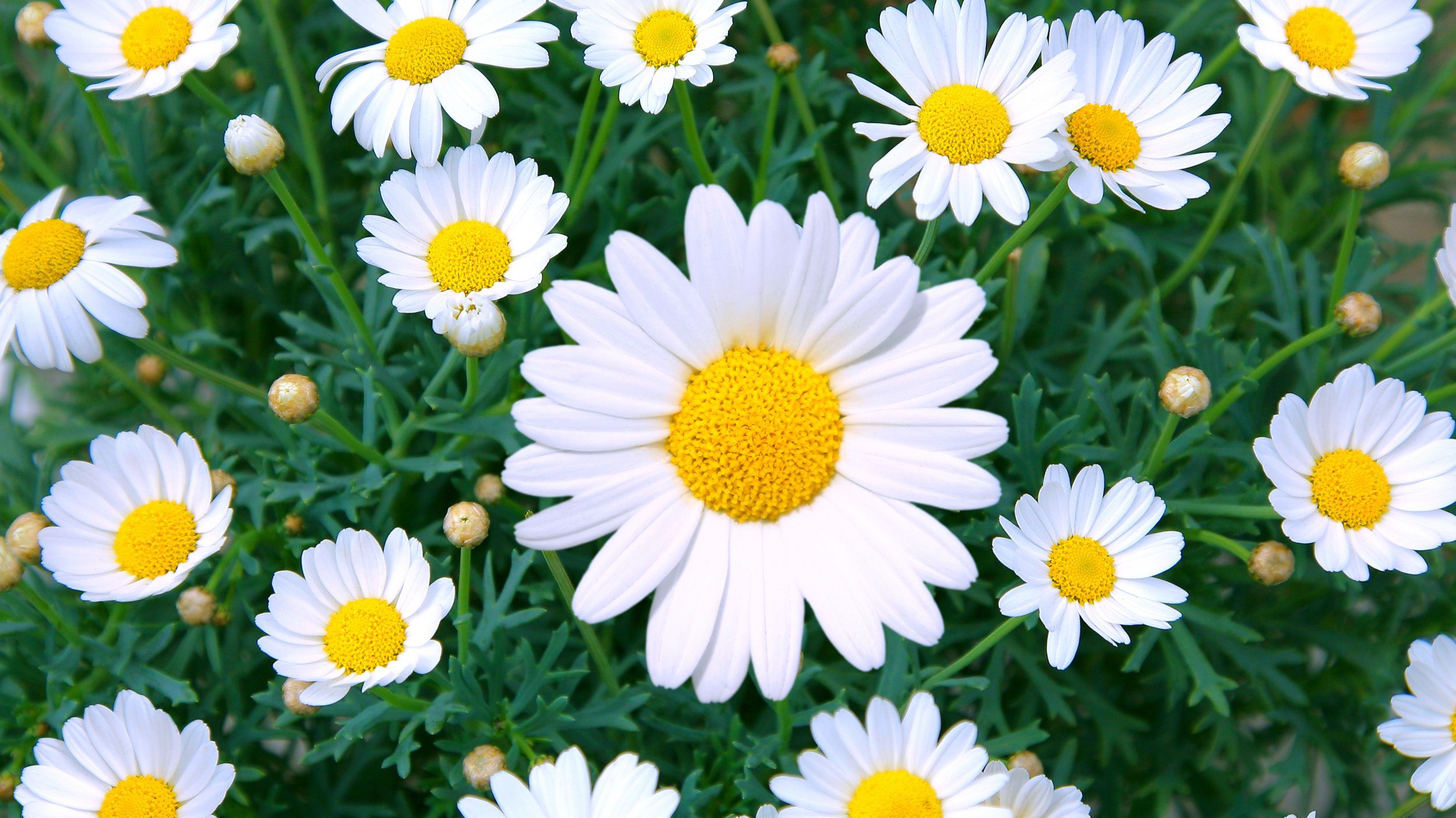 Several daisies on a green field